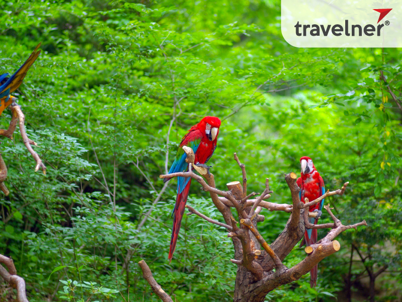 The Amazon Rainforest is a symbol of South America