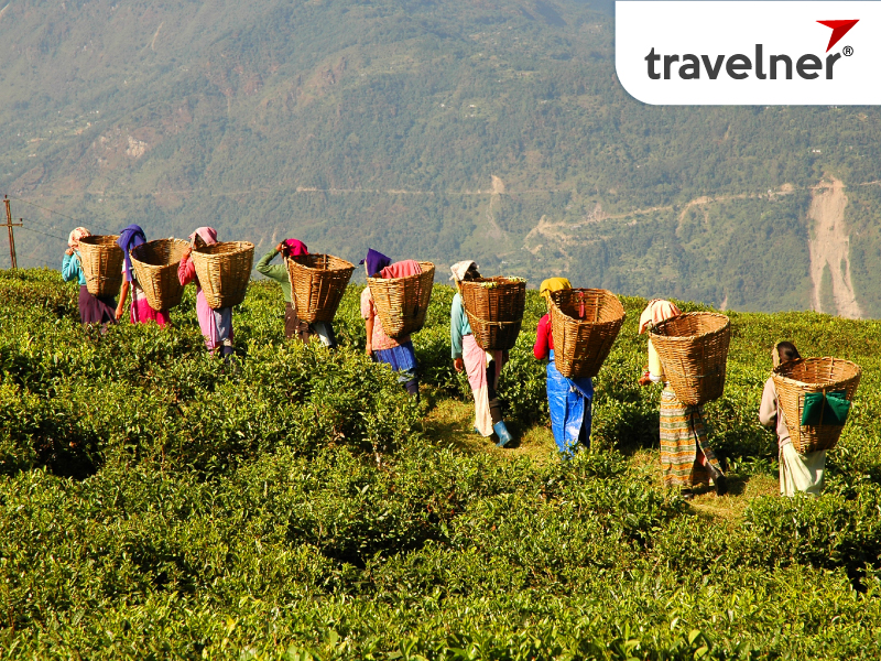Cameron Highlands is famous for its trails, and quiet green lawns