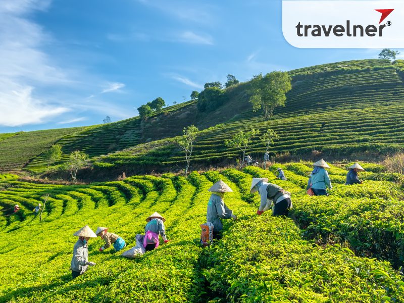 Cau Dat Farm attracts travelers with its poetic scenery