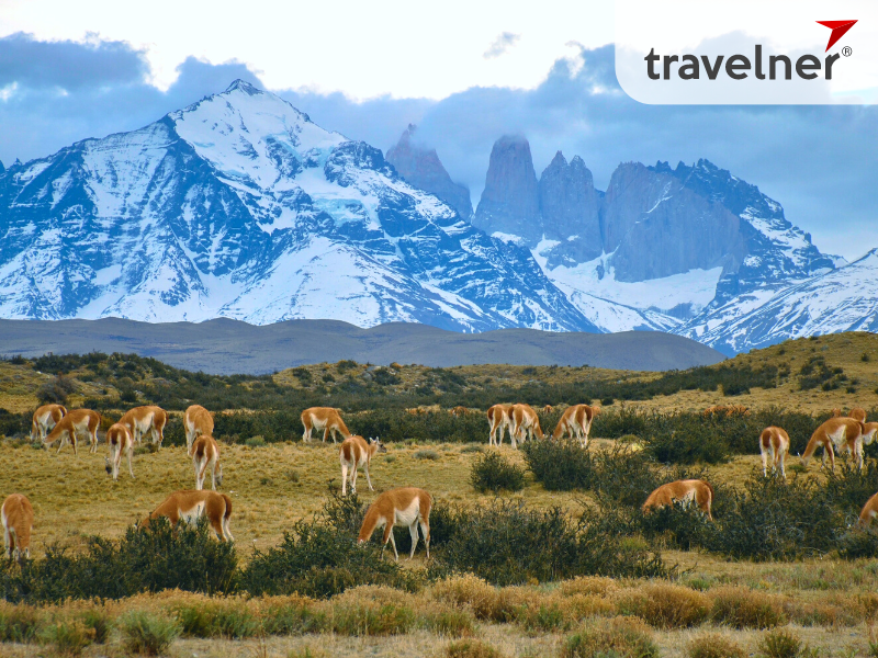 Discover all of the things about Chile travel guidelines with Travelner’s article Discover all of the things about Chile travel guidelines with Travelner’s article