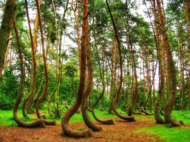 Explora el Bosque Torcido en Szczecin, Polonia Explore the Crooked Forest in Szczecin, Poland