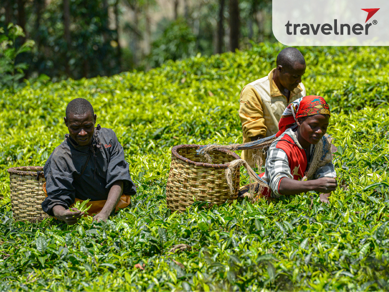 Harvest on a green tea field in Gicumbi, Rwanda. Harvest on a green tea field in Gicumbi, Rwanda.