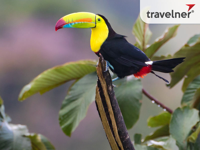 Costa Rica, a year-round destination full of exciting adventures Costa Rica, a year-round destination full of exciting adventures