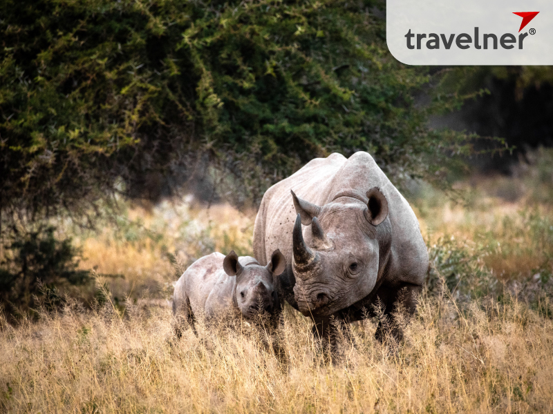 Kruger National Pork is the largest national park in South Africa Kruger National Pork is the largest national park in South Africa