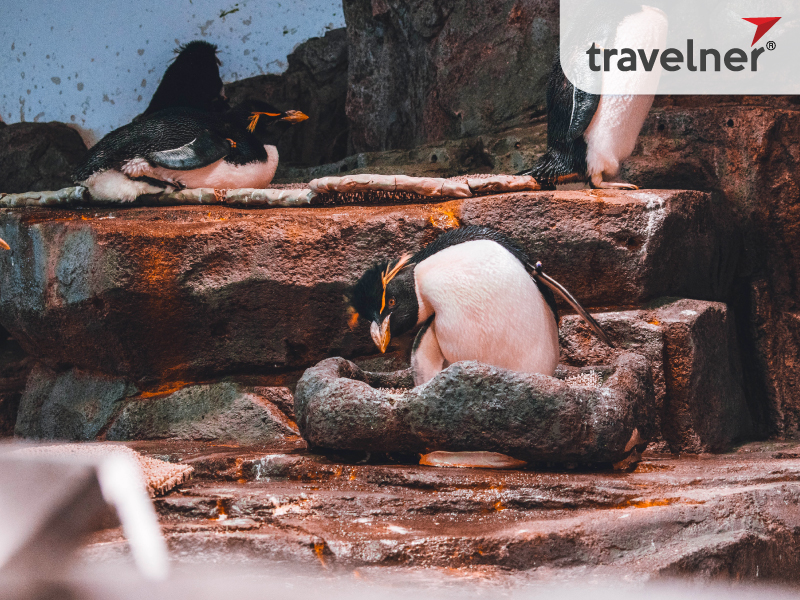 Osaka Aquarium Kaiyukan