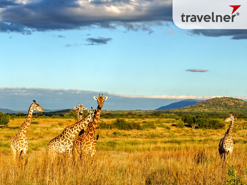 Ruaha is the largest national park in Tanzania Ruaha is the largest national park in Tanzania