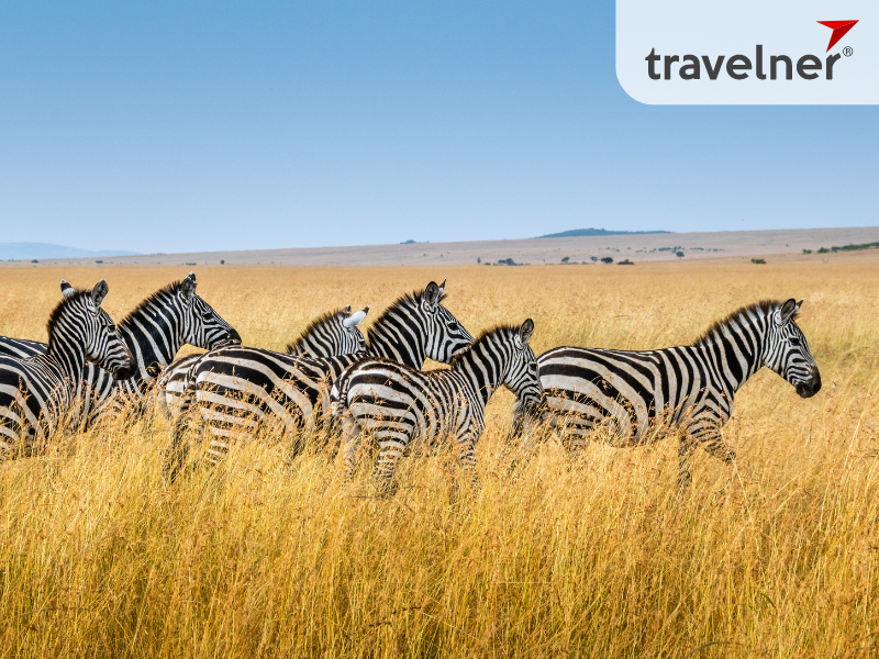 Safaris using solar power Safaris using solar power