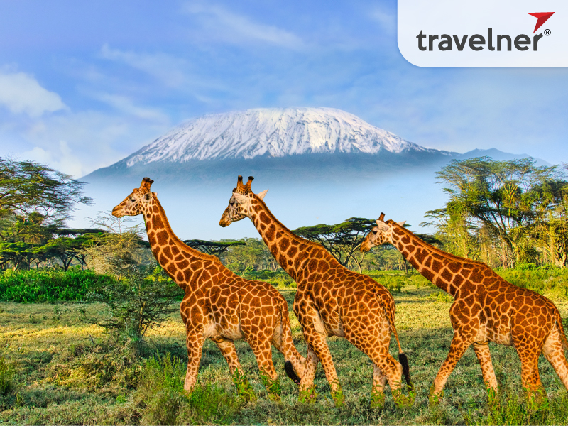 The flora and fauna in Rwanda are extremely plentiful. The flora and fauna in Rwanda are extremely plentiful.