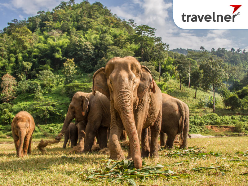 Watching elephant at Elephant Nature Park in Chiang Mai is a fantastic
activity Watching elephant at Elephant Nature Park in Chiang Mai is a fantastic
activity