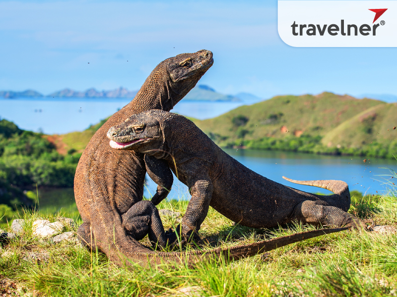 Witnessing the reintroduction of extinct animals Witnessing the reintroduction of extinct animals